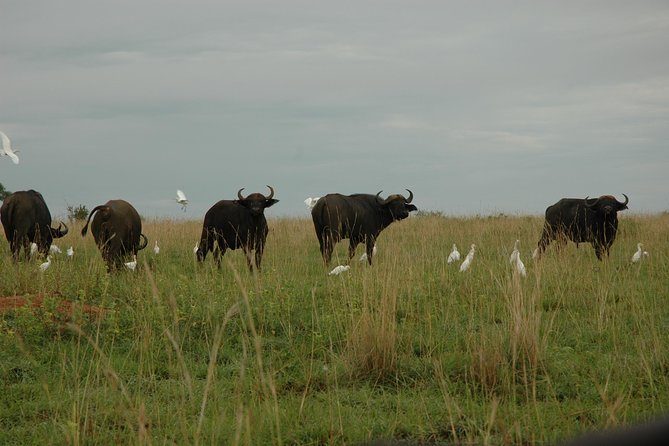 3-Day Murchison Falls National Park - Adventure Safari - What the $1,580 price covers