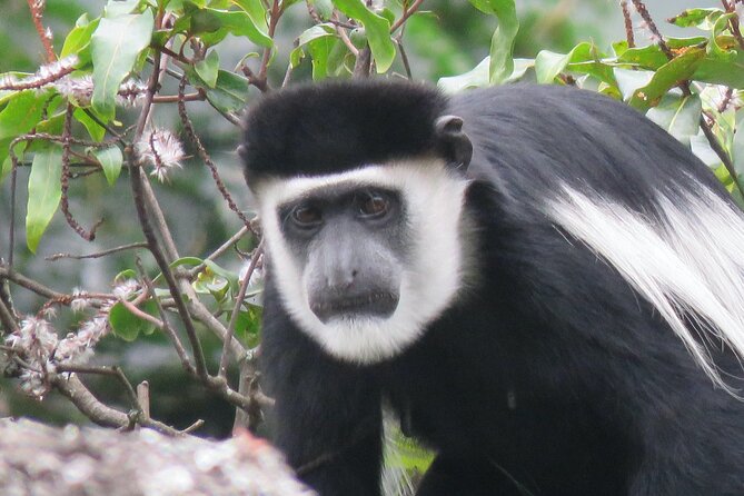 3 -Day Private Gorilla Trekking Safari in Bwindi Forest - Bakiga Lodge and the practical side of the overnight stay