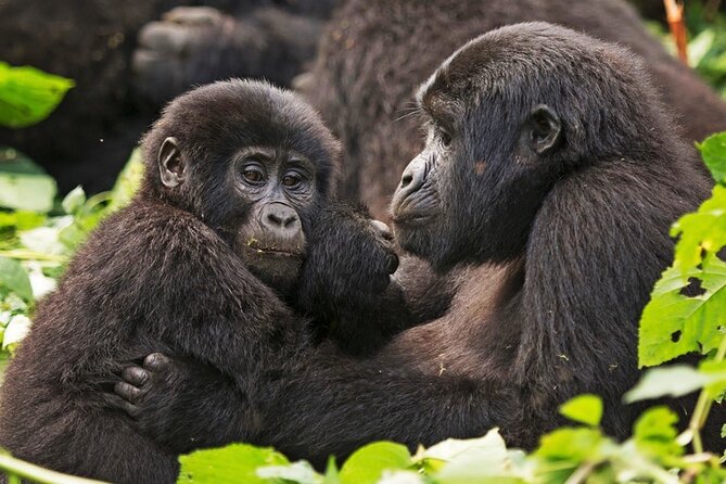 3-Day Private Guided Gorilla Trekking In Uganda - Why Bwindi makes this short tour worthwhile
