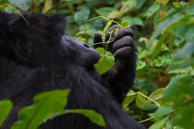 3-Day Private Guided Gorilla Trekking In Uganda - The Batwa visit and the story behind conservation