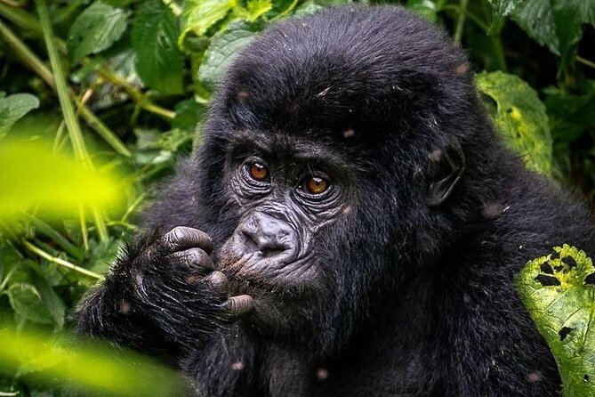 3-Day Private Guided Gorilla Trekking In Uganda - Who will enjoy this private gorilla trek