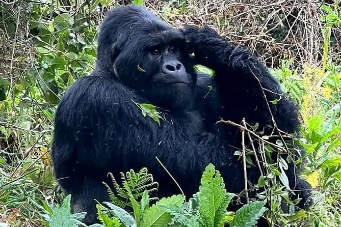 3-Day Private Guided Gorilla Trekking Uganda and Batwa Experience - Day two, the long search for a gorilla family
