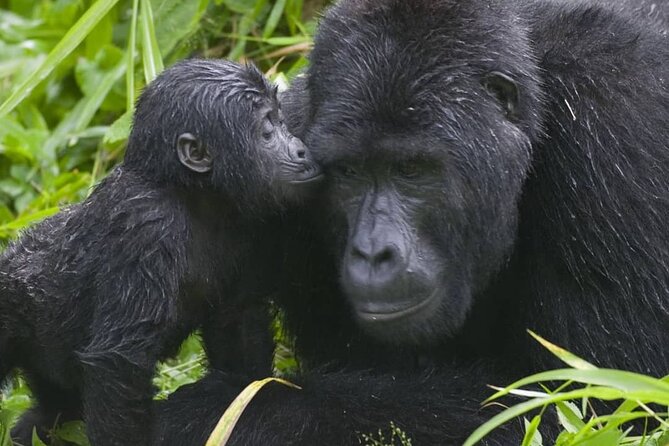 3-Day Private Guided Gorilla Trekking Uganda and Batwa Experience - The Batwa question needs a clear answer