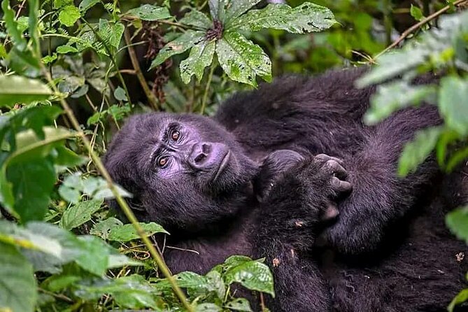 3-Day Private Guided Gorilla Trekking Uganda and Batwa Experience - Day three, nine hours back to Kampala