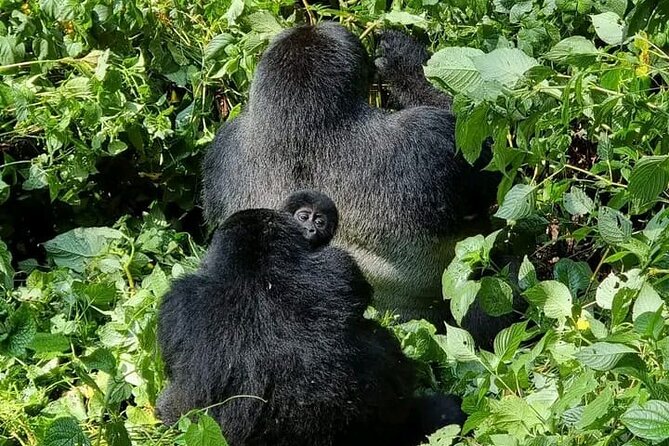 3-Day Private Guided Gorilla Trekking Uganda and Batwa Experience - Day one, nine hours from Kampala to Bwindi