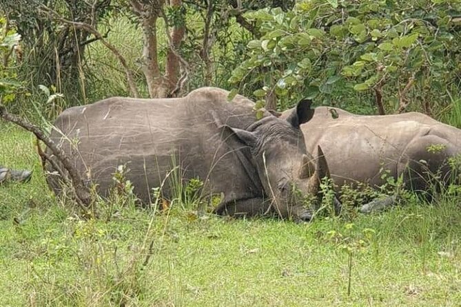 3-Day Private Safari of Murchison Falls National Park - Why Murchison Falls makes a strong three-day safari