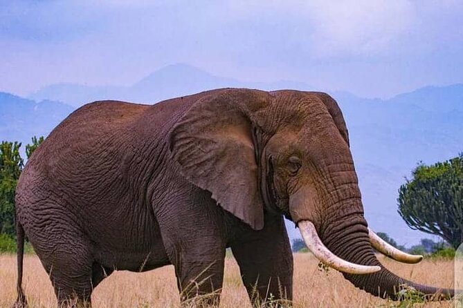 3-Day Private Safari of Murchison Falls National Park - Day 3: one last drive and the road back to Kampala
