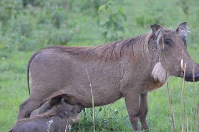 3-Day Private Safari of Murchison Falls National Park - What the $1,500 price means