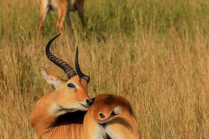 3-Day Private Safari of Murchison Falls National Park - Guide quality and the private format