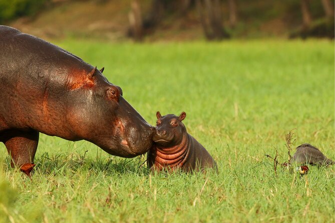 3 Day Private safari to Murchison Falls National Park with Big Five Experience - Day three: Budongo Forest and the chimp question