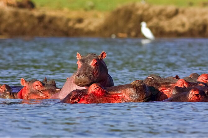 3 Day Private safari to Murchison Falls National Park with Big Five Experience - How the $1,400 price works out