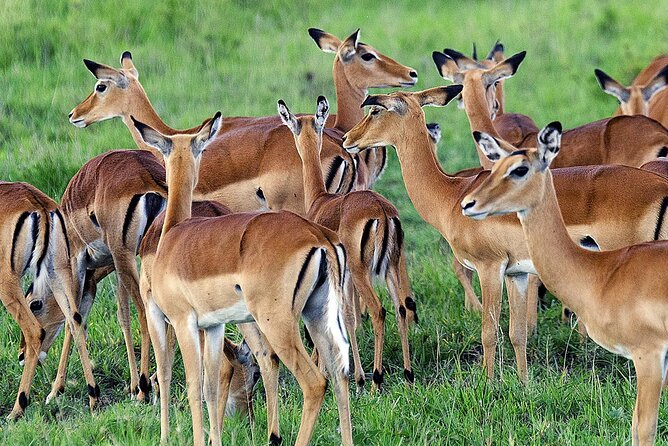 3 Day Private safari to Murchison Falls National Park with Big Five Experience - Should you book it?