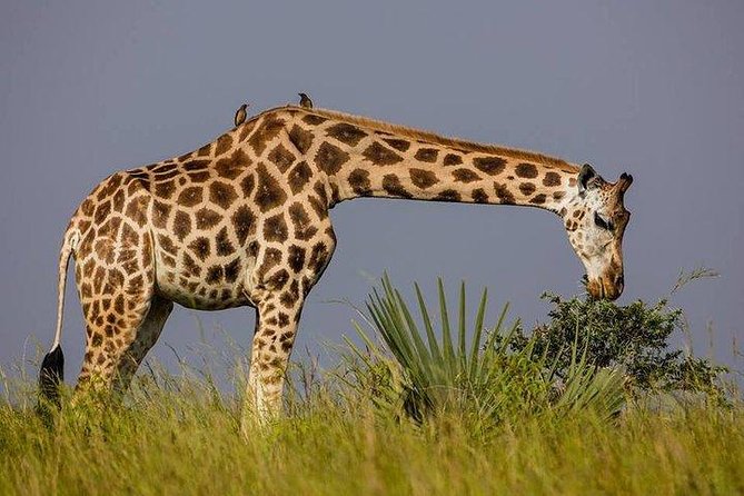 3 Day Private safari to Murchison Falls National Park with Big Five Experience - Day two: lions, elephants and the Nile below the falls