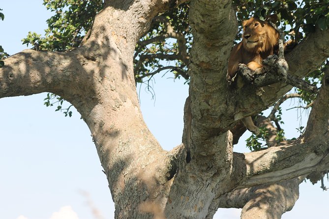 3-Day Queen Elizabeth and Chimpanzees-Join a Group! - Why this three-day Uganda safari works