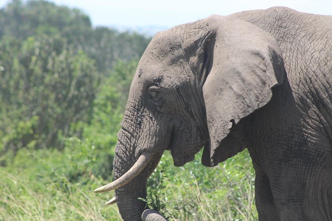 3-Day Queen Elizabeth and Chimpanzees-Join a Group! - What the $1,000 price really covers