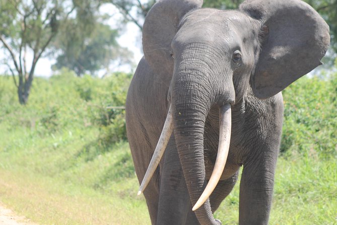 3-Day Queen Elizabeth and Chimpanzees-Join a Group! - Who should book this safari