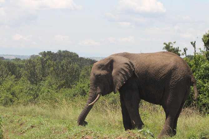 3-Day Queen Elizabeth and Chimpanzees-Join a Group! - Day 1: The long road from Entebbe to Queen Elizabeth