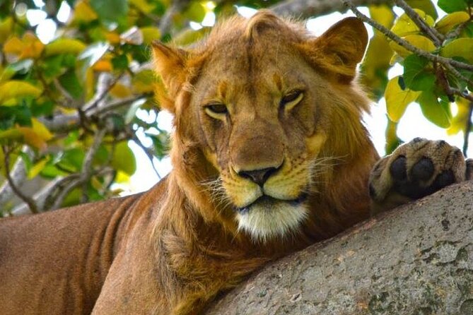 3-Day Safari in Queen Elizabeth National Park Uganda from Kampala - What the $1,125 price covers
