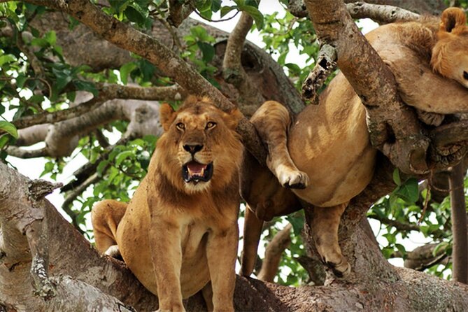 3-Day Safari in Queen Elizabeth National Park Uganda from Kampala - Booking advice before you pay