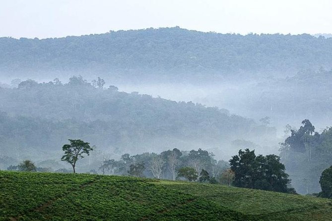 3-Day Tour to Uganda - Gorilla Trekking Bwindi Forest - The real value of a Bwindi gorilla trek