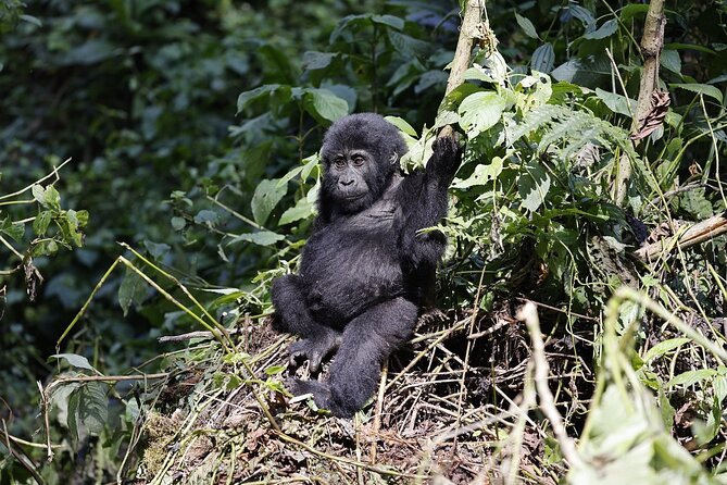 3 Day Uganda Gorilla Trekking and Batwa Pygmies Experience - How hard is the gorilla trek?