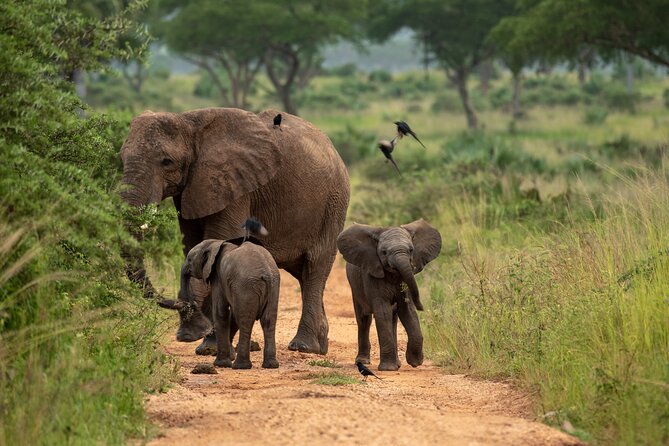 3-Day Ultimate Big Five Safari - Murchison Falls & Rhinos - What the $995 price really covers