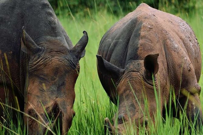 3-Day Ultimate Big Five Safari - Murchison Falls & Rhinos - Day 2: Game drives and the Victoria Nile