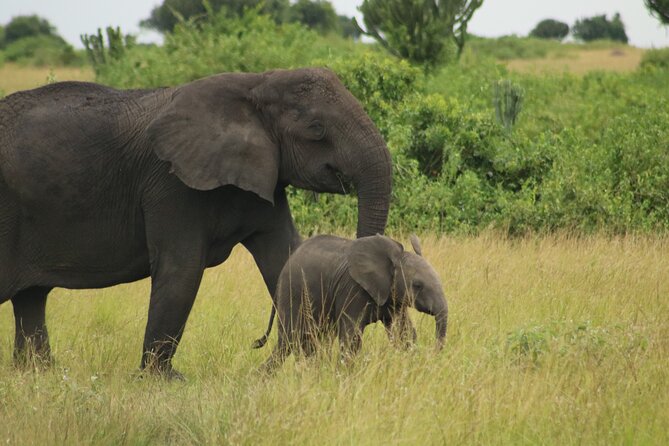 3-Day Ultimate Big Five Safari - Murchison Falls & Rhinos - Day 3: One last game drive and the return to Kampala