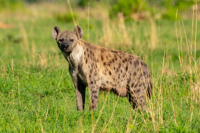 3-Day Ultimate Big Five Safari - Murchison Falls & Rhinos - The vehicle, group size, and physical effort