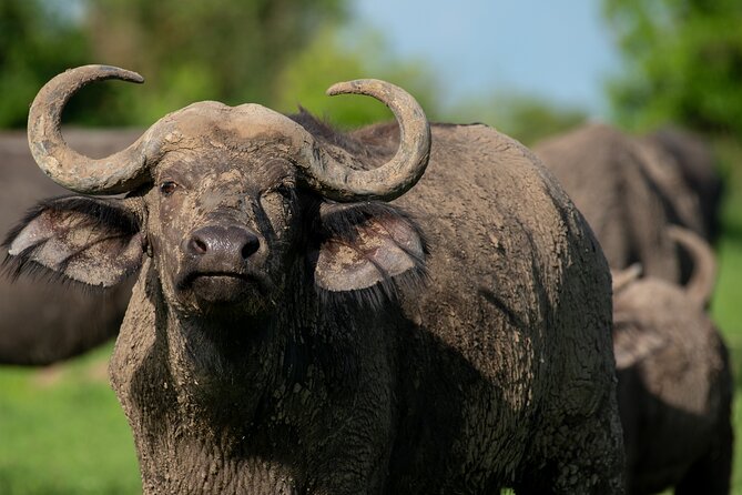3-Day Ultimate Big Five Safari - Murchison Falls & Rhinos - Food and accommodation during the two nights