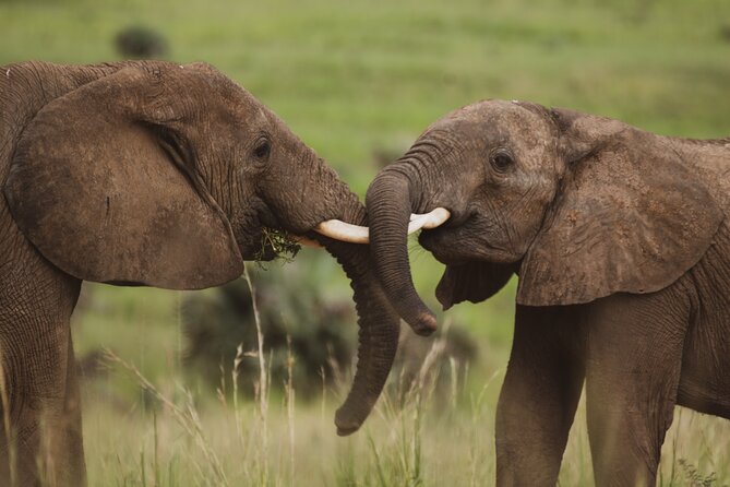 3-Day Ultimate Big Five Safari - Murchison Falls & Rhinos - What the guide adds to the experience