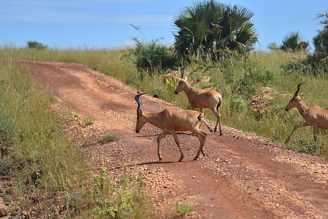 3-Day Ultimate Big Five Safari - Murchison Falls & Rhinos - Who will get the most from this safari