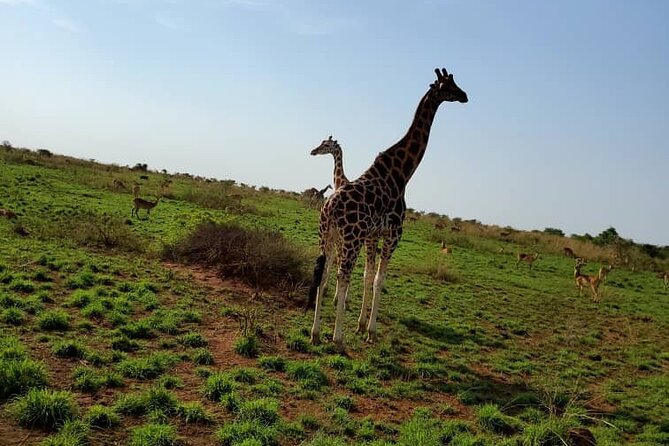 3 Days 2 Nights, Murchison Falls And Wildlife Safari - The road north to Tangi Gate