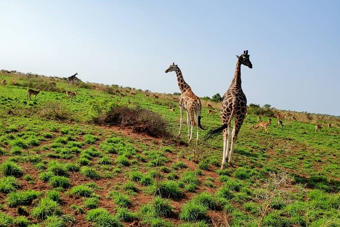 3 Days 2 Nights, Murchison Falls And Wildlife Safari - Day 2: an early game drive in Murchison Falls National Park