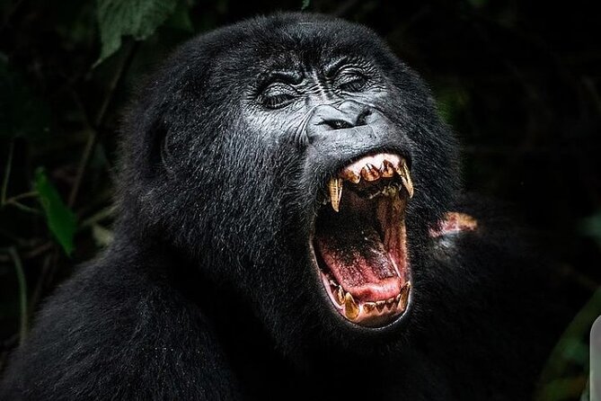 3 Days Best of Queen Elizabeth National Park Wildlife Tour - Day 3: Kyambura Gorge and the chimpanzee search