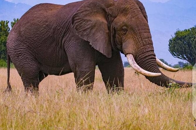 3 Days Best of Queen Elizabeth National Park Wildlife Tour - Who should book this three-day safari