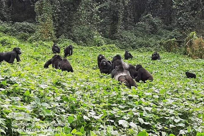 3 Days Best of Queen Elizabeth National Park Wildlife Tour - Should you book it?