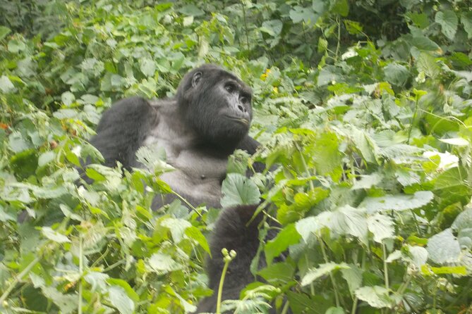 3 Days Bwindi Gorilla Trekking tour - Lake Bunyonyi, a calm finish after a hard walk