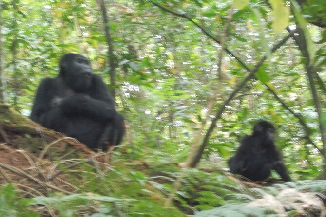 3 Days Bwindi Gorilla Trekking tour - Guides and the human side of the trip