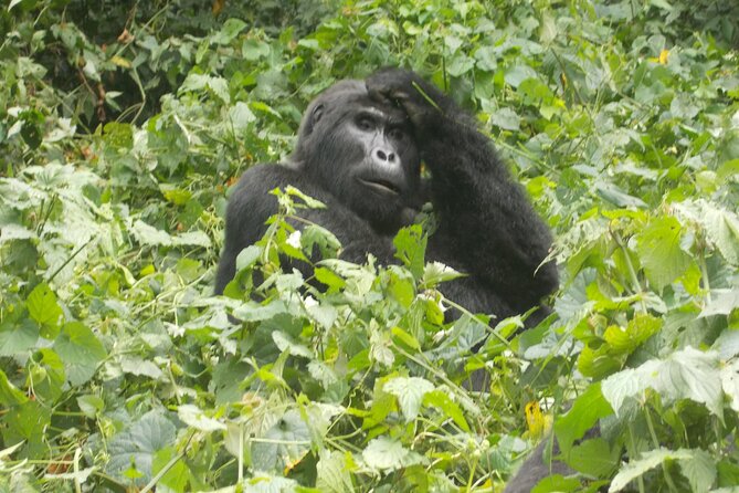 3 Days Bwindi Gorilla Trekking tour - Fitness, timing, and what to pack
