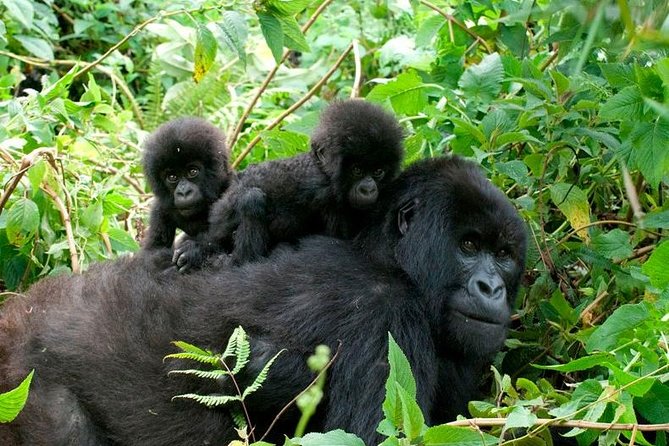 3 Days Bwindi Gorilla Trekking tour - Day one, the Equator and the long road to Bwindi