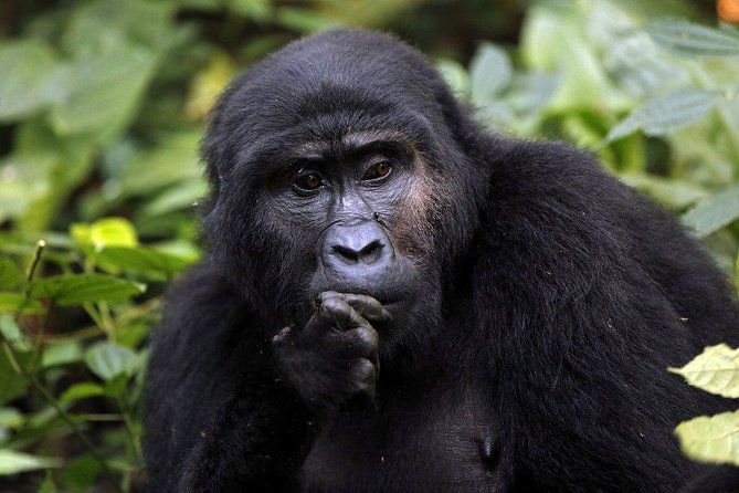 3 Days Gorilla Trekking Expedition Uganda - Day 1: Leaving Entebbe or Kampala for Bwindi