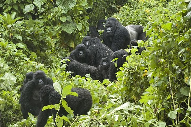 3 days Gorilla Trekking in Bwindi Inpenetrable national Park - Why Bwindi makes this a serious wildlife trip