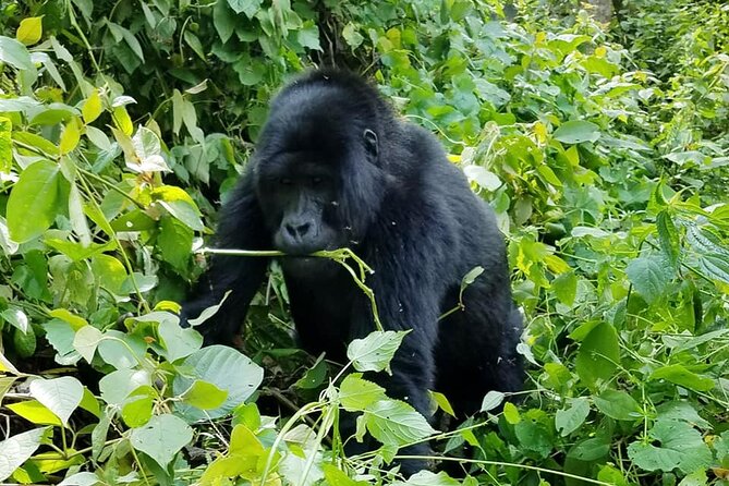 3 Days Gorilla Trekking Safari - Is $1,890 good value?