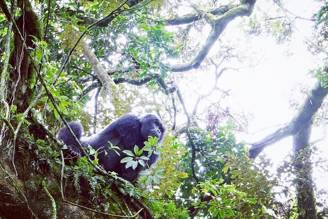 3 Days Gorilla Trekking Safari - Who will enjoy this trip most?