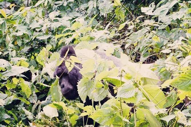 3 Days Gorilla Trekking Safari - Practical details worth confirming before you pay