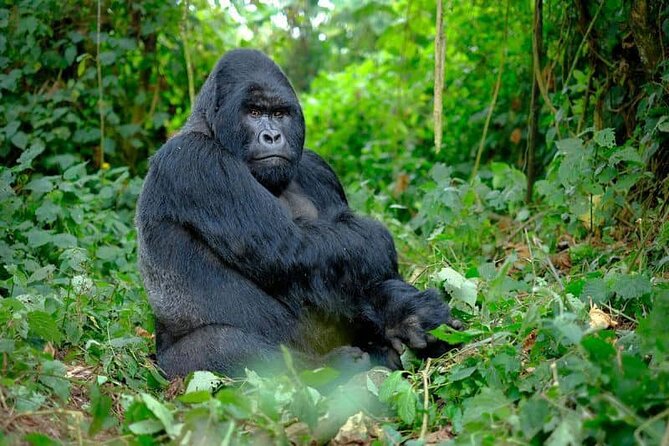 3 Days gorilla trekking Safari tour in Uganda - Day 1: The long road from Entebbe to Bwindi