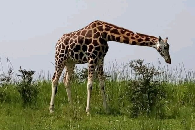 3 Days gorilla trekking Safari tour in Uganda - Day 3: Returning through Uganda’s changing scenery