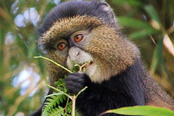 3 Days gorilla trekking Safari tour in Uganda - Who will enjoy this trip most