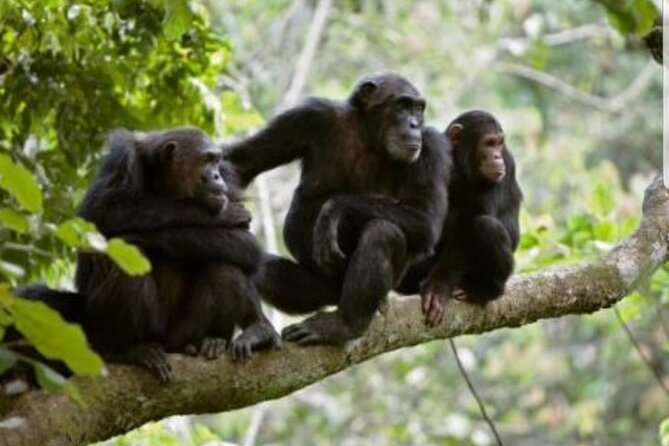 3 Days gorilla trekking Safari tour in Uganda - Booking details worth checking before departure